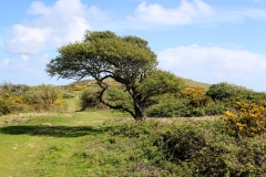 (TD011) - Tennyson Down