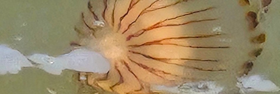 JF001 - Jellyfish