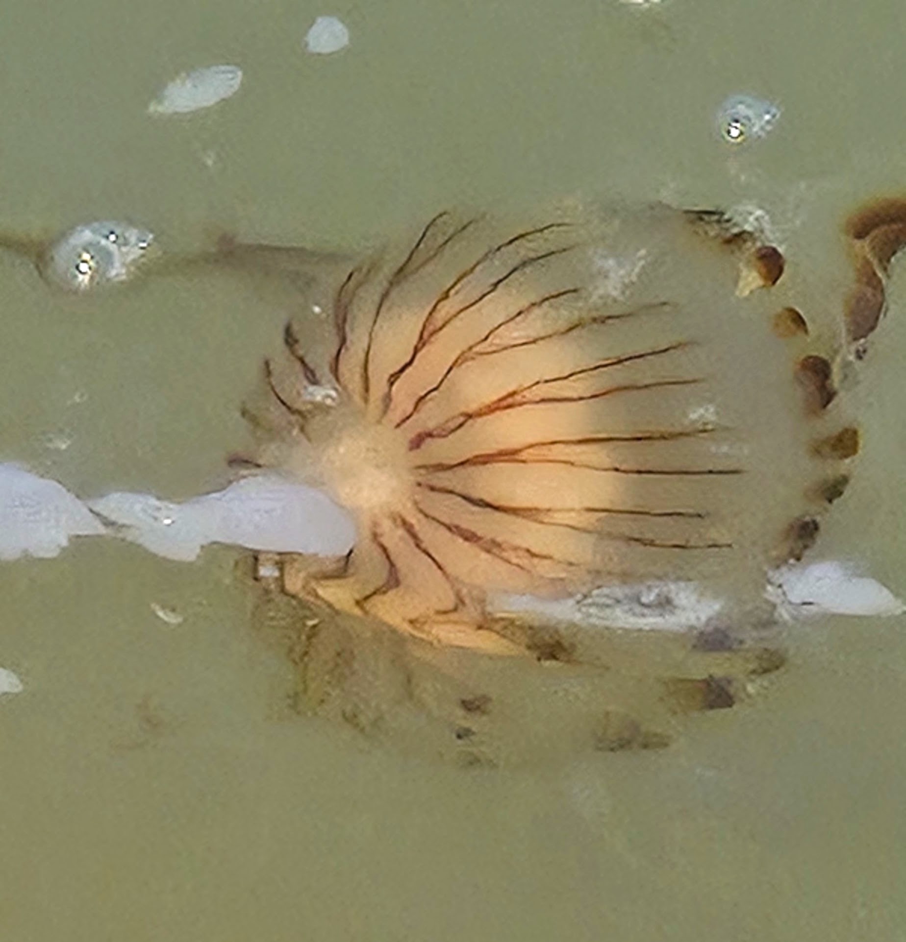 JF001 - Jellyfish